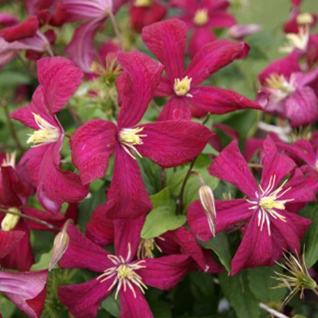 Clematis Madame Julia Correvon