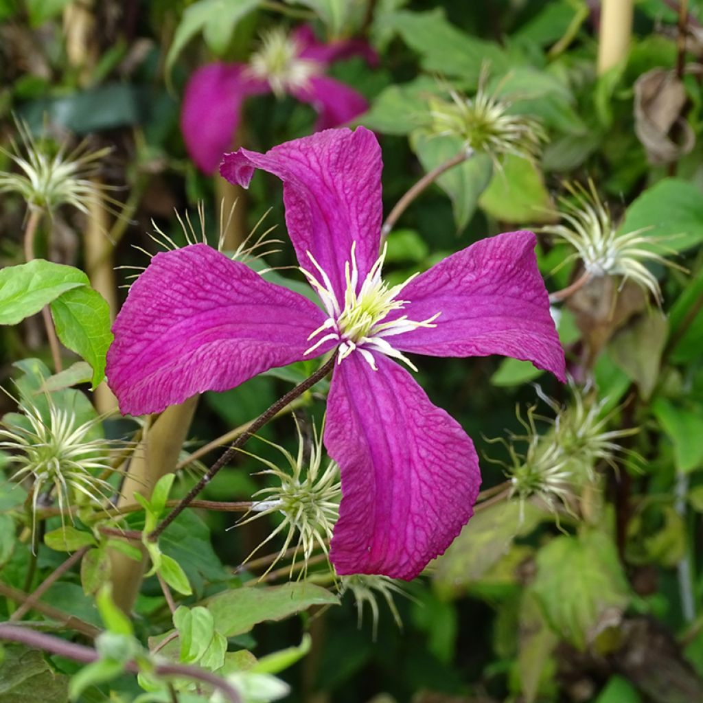Clematis Madame Julia Correvon