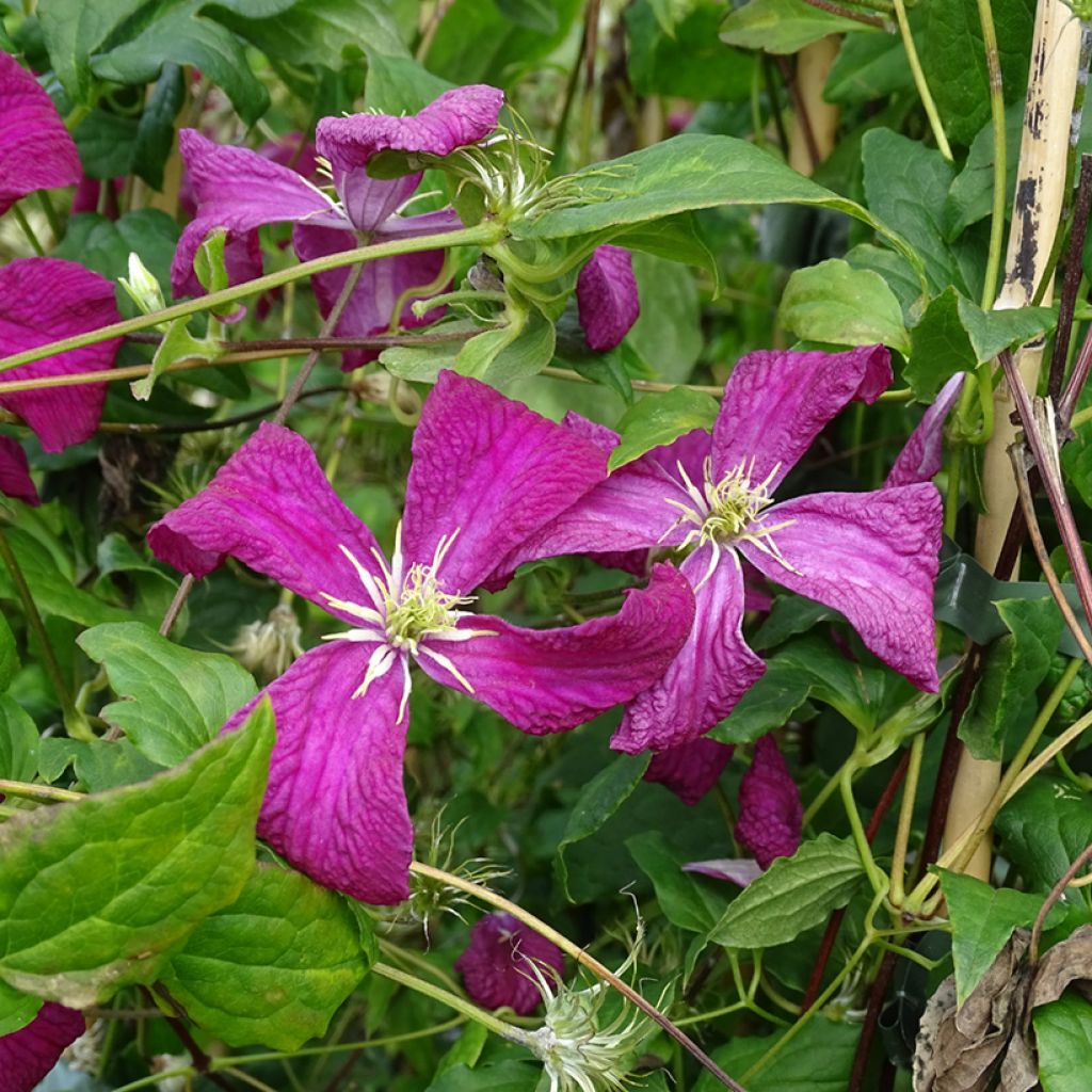 Clematis Madame Julia Correvon