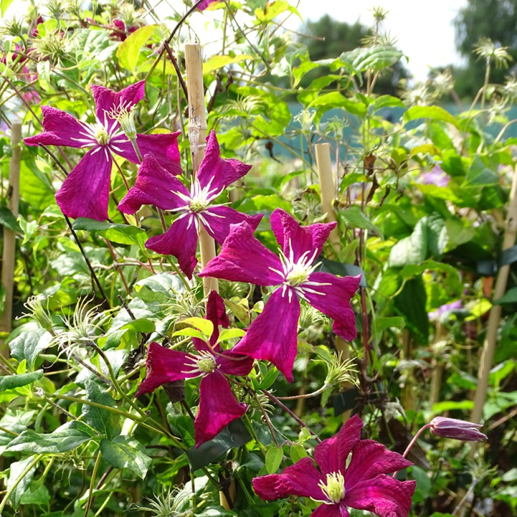 Clematis Madame Julia Correvon