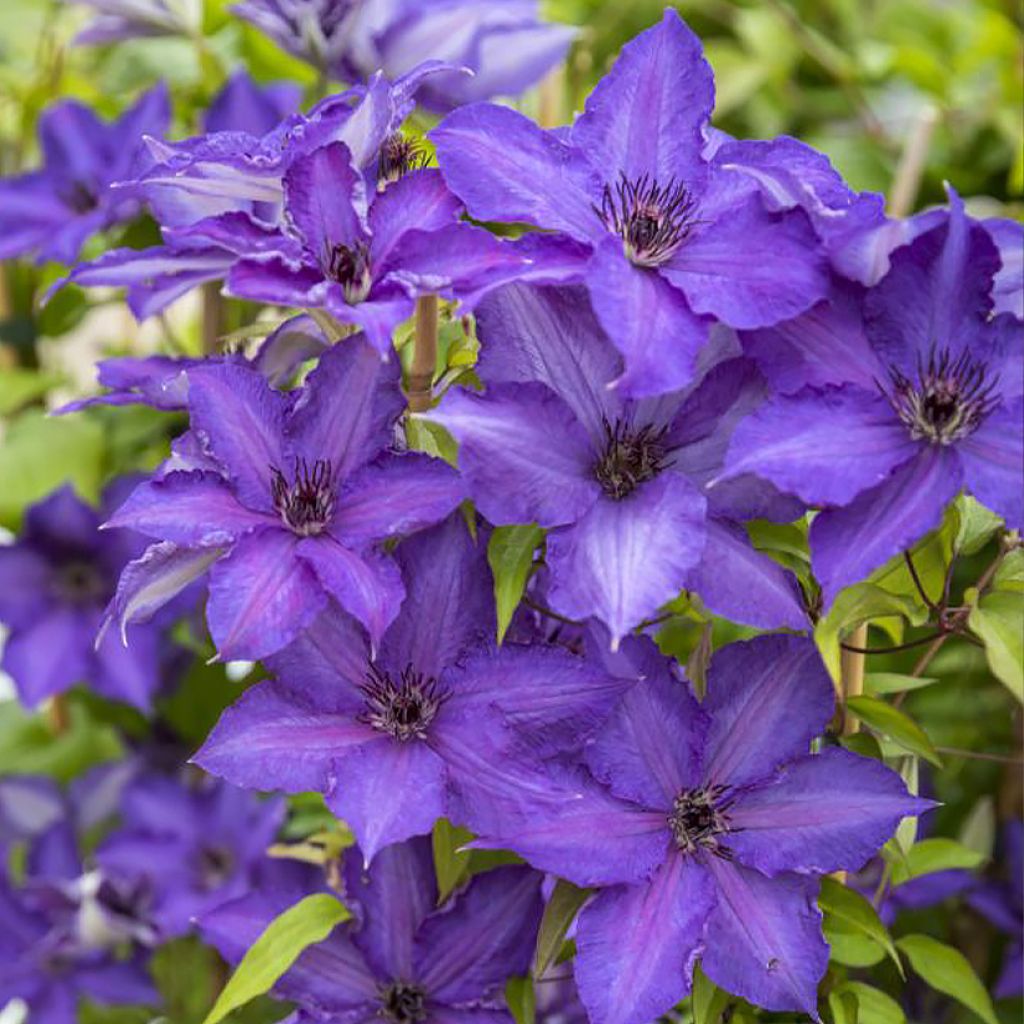 Clematis patens Viva la Vida