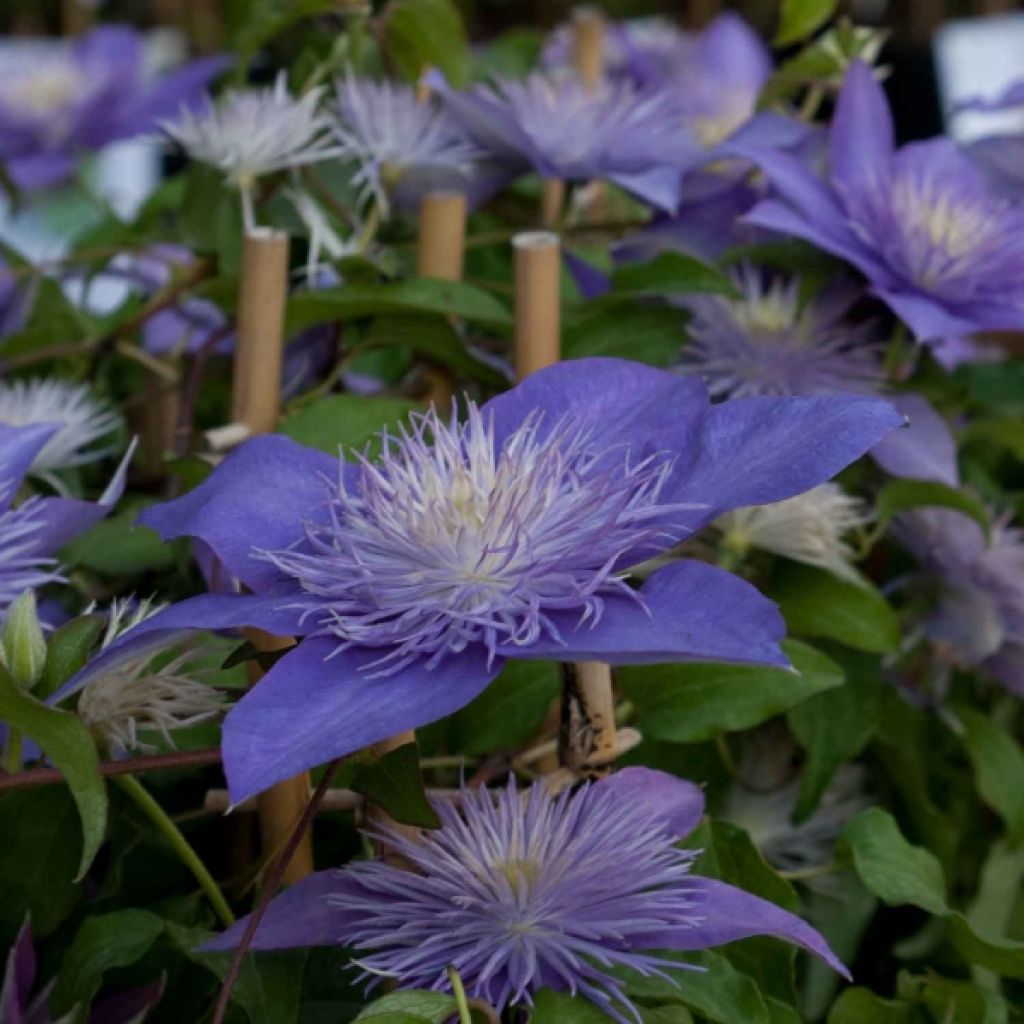 Clematis patens Crystal Fountain