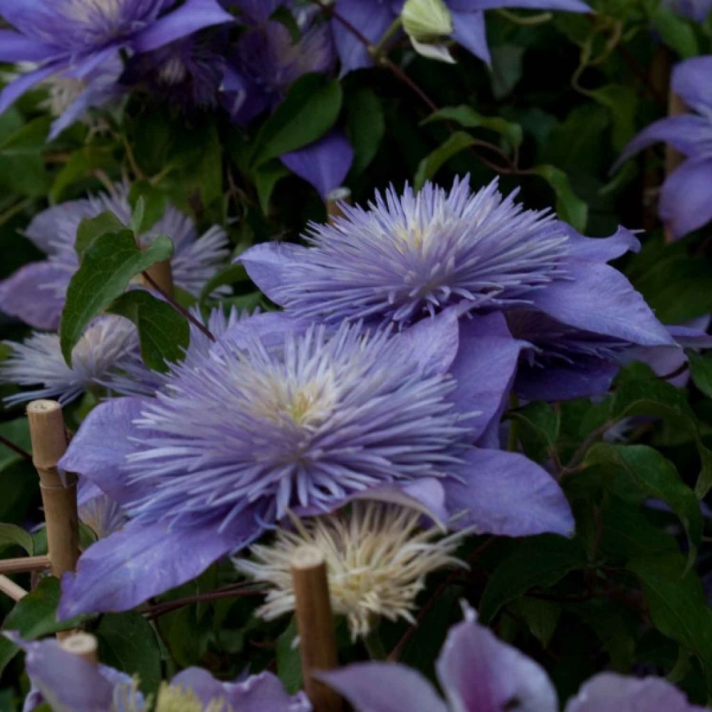 Clematis patens Crystal Fountain