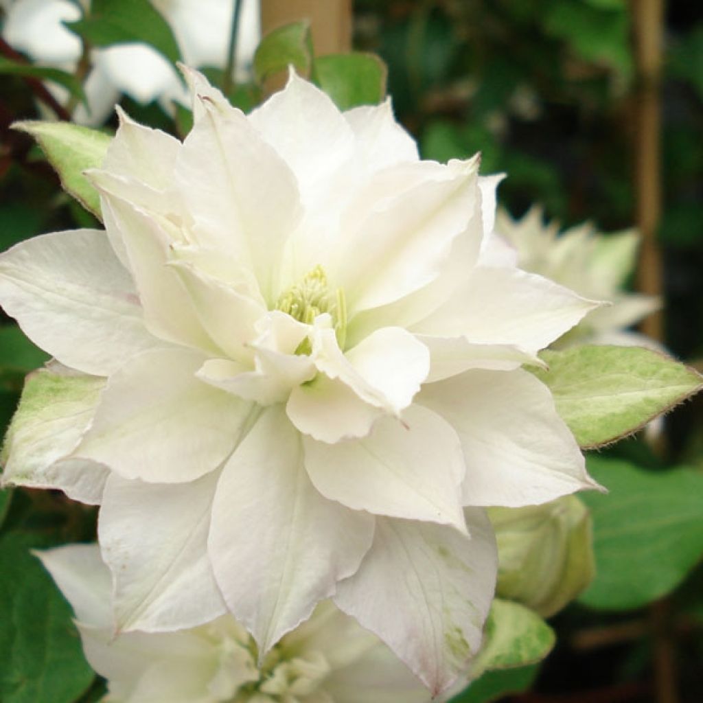 Clematis patens Dancing Dorien