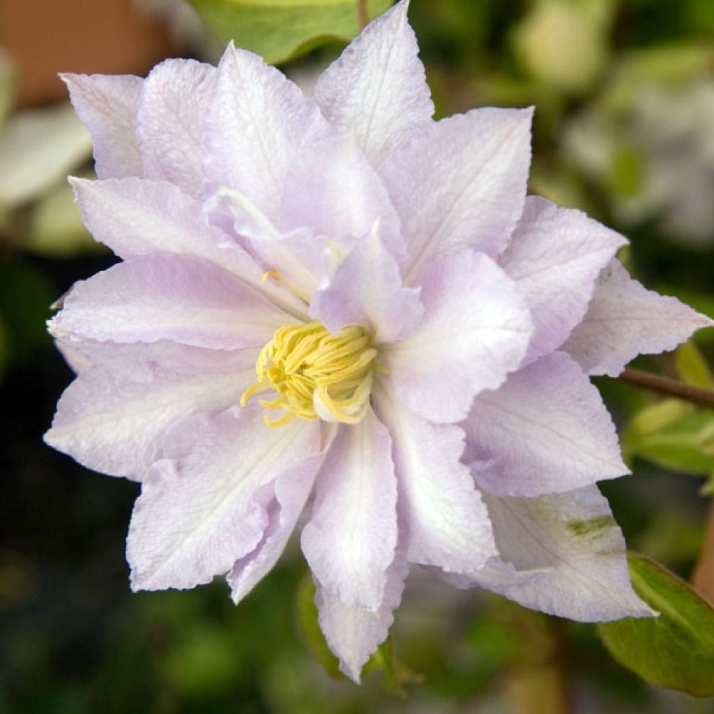 Clematis patens Dancing King