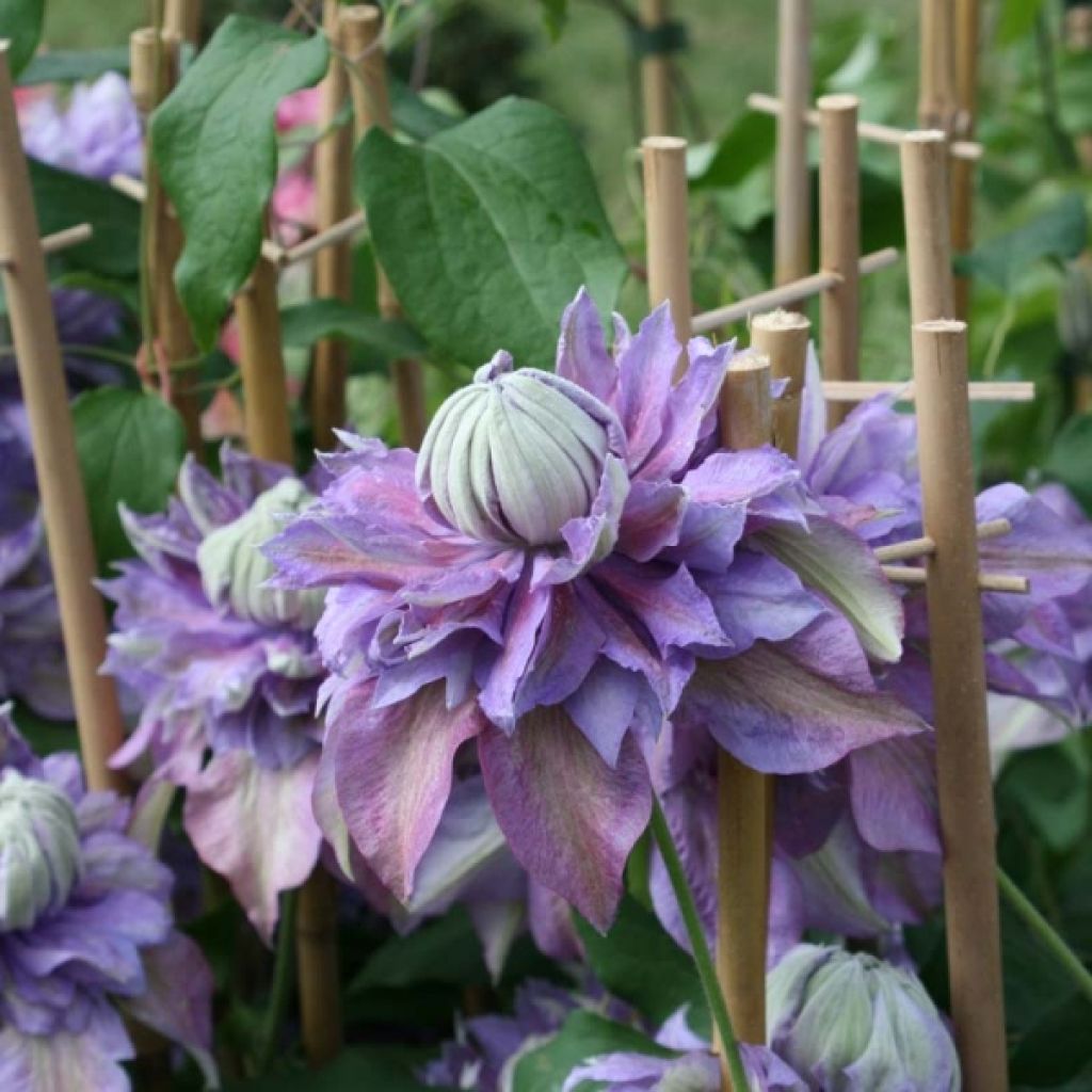 Clematis patens Diamantina
