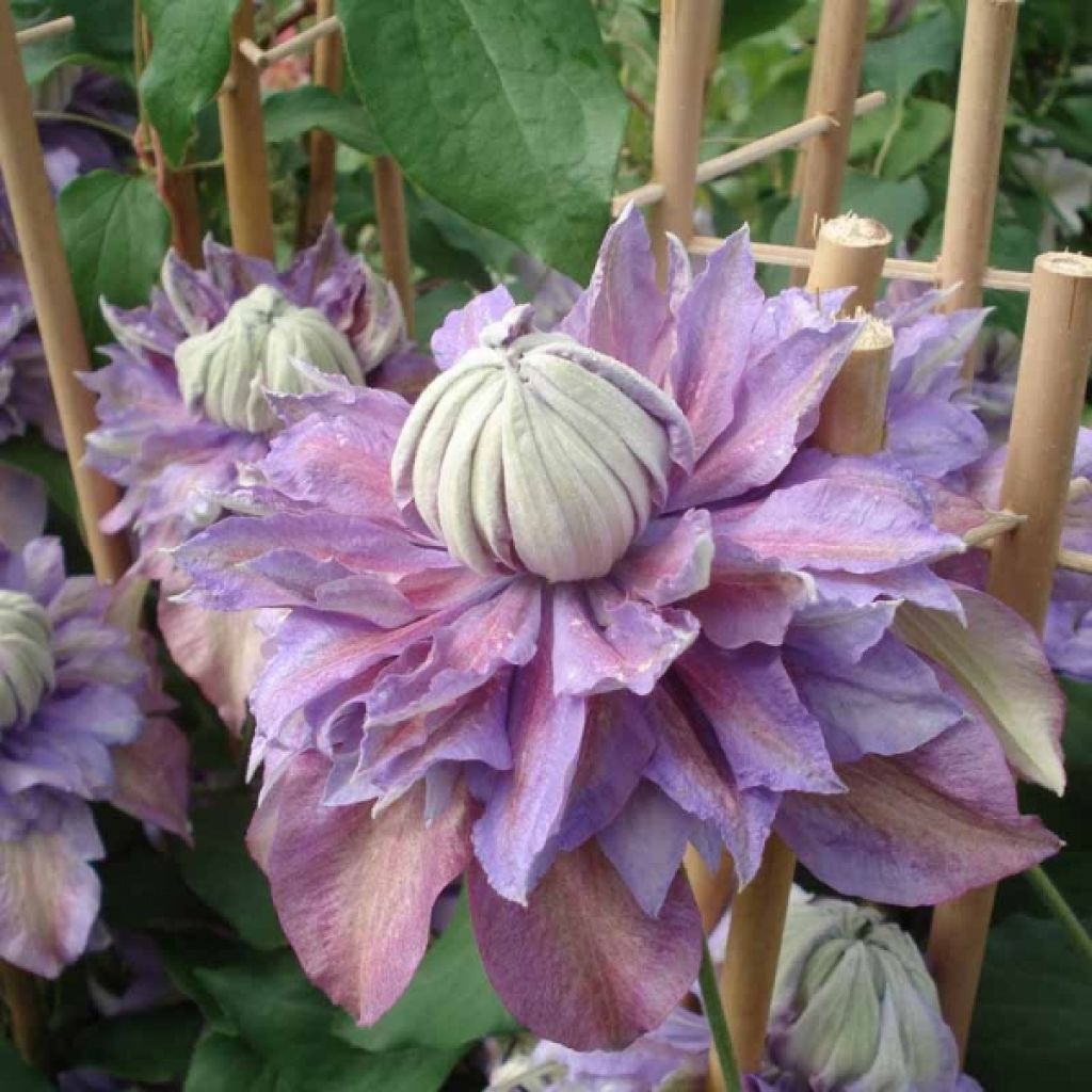 Clematis patens Diamantina