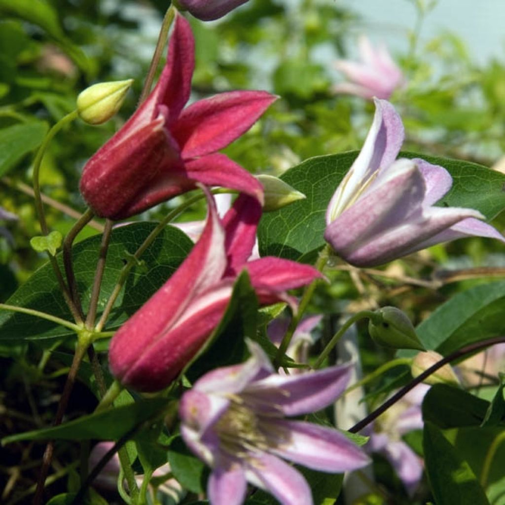 Clematis texensis Mienie Belle - Scarlet Leather Flower