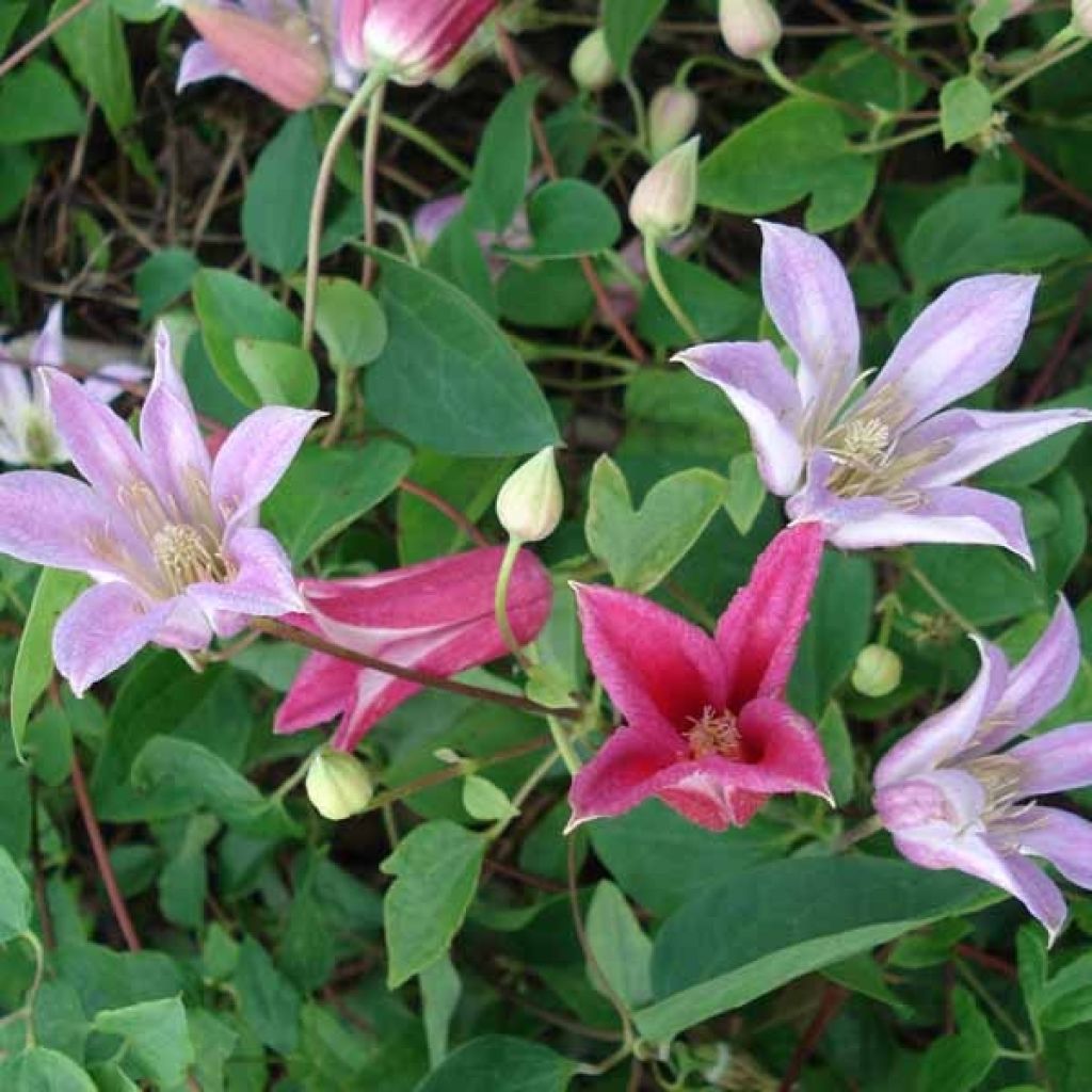 Clematis texensis Mienie Belle - Scarlet Leather Flower