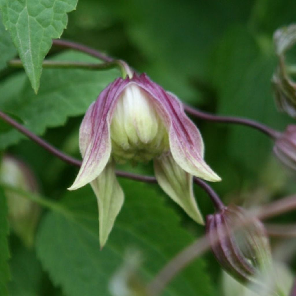 Clematis atragene I am Red Robin