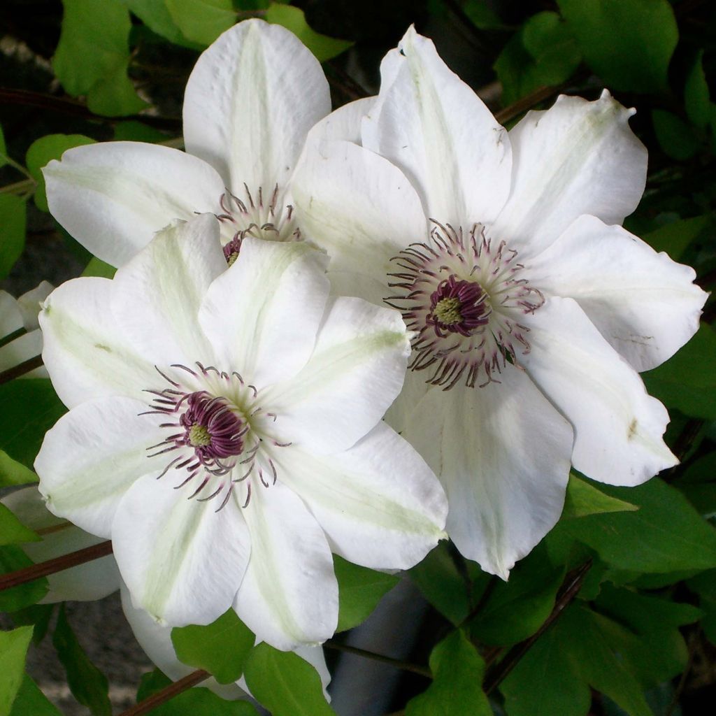 Clematis x patens Miss Bateman