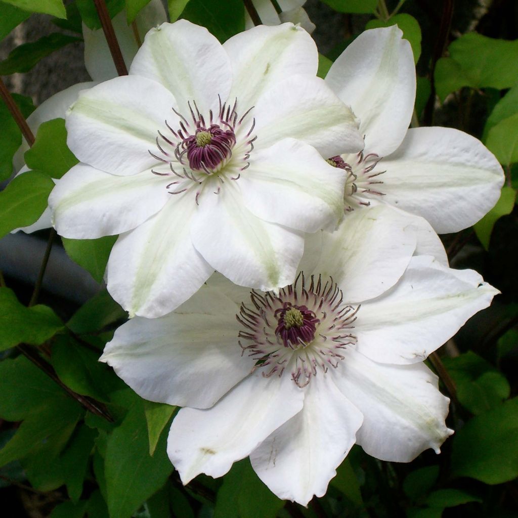 Clematis x patens Miss Bateman