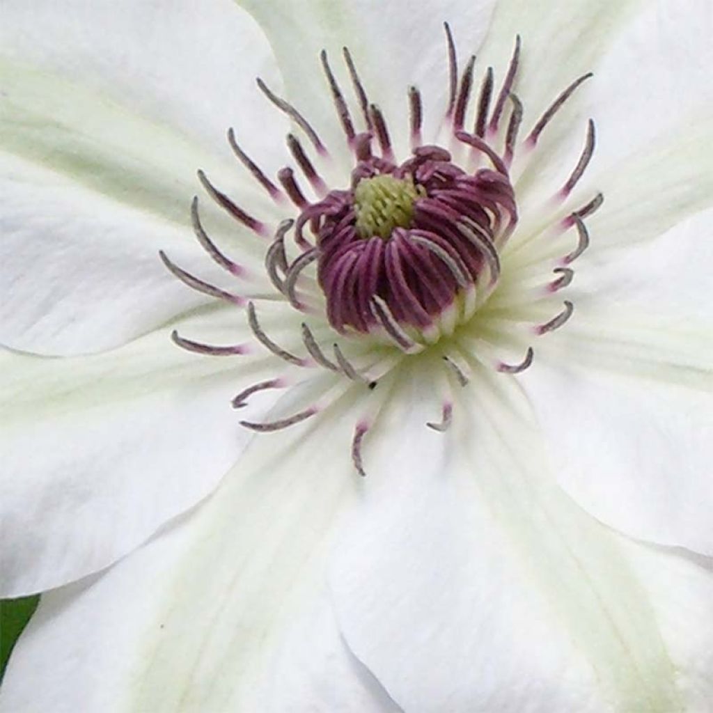 Clematis x patens Miss Bateman