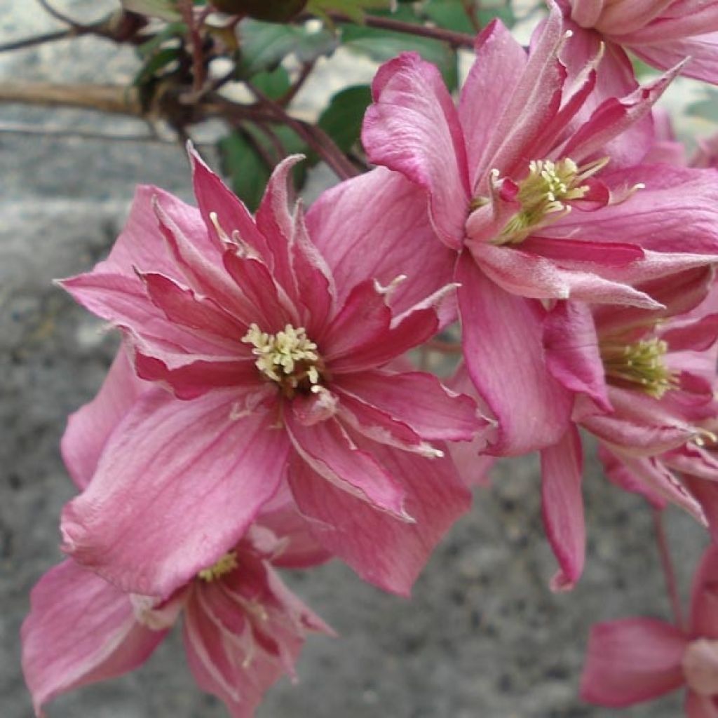 Clematis montana Broughton star