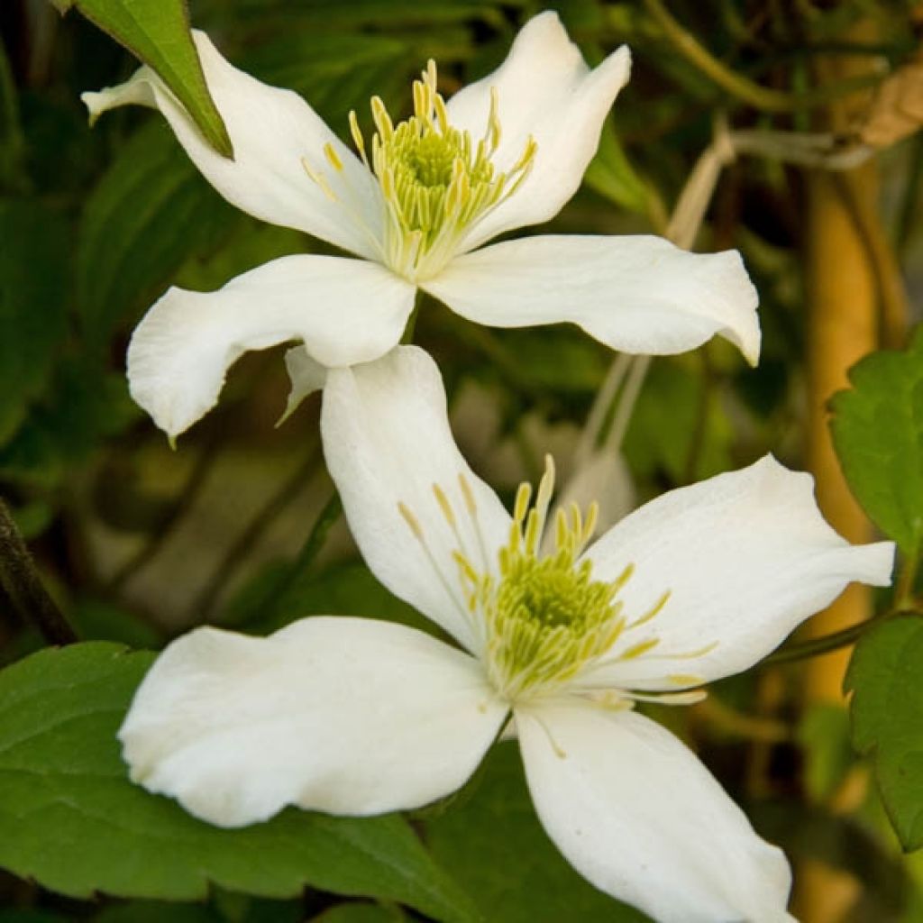 Clematis montana Wilsonii