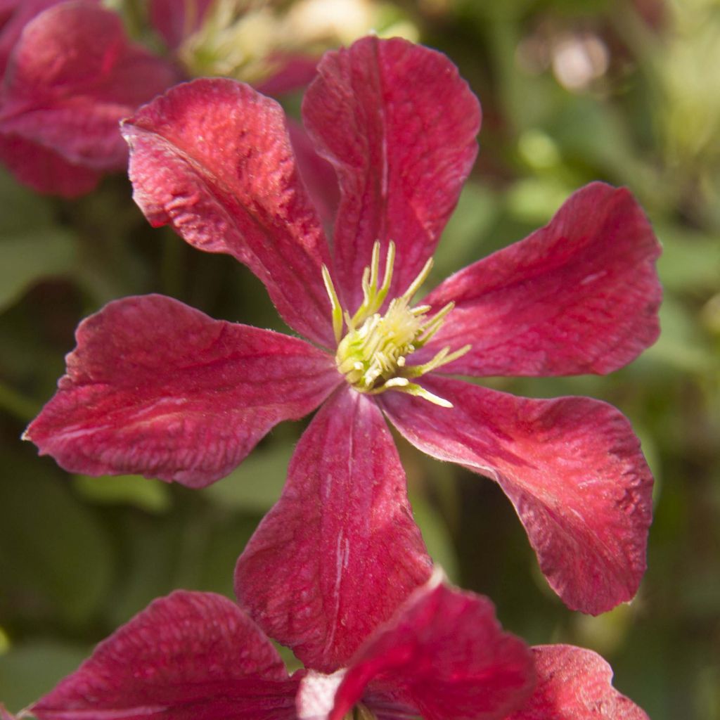 Clematis patens Ruutel