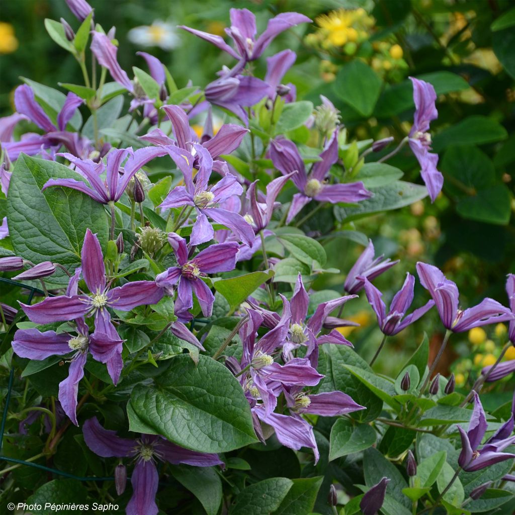 Clematis x integrifolia Saphyra Estrella