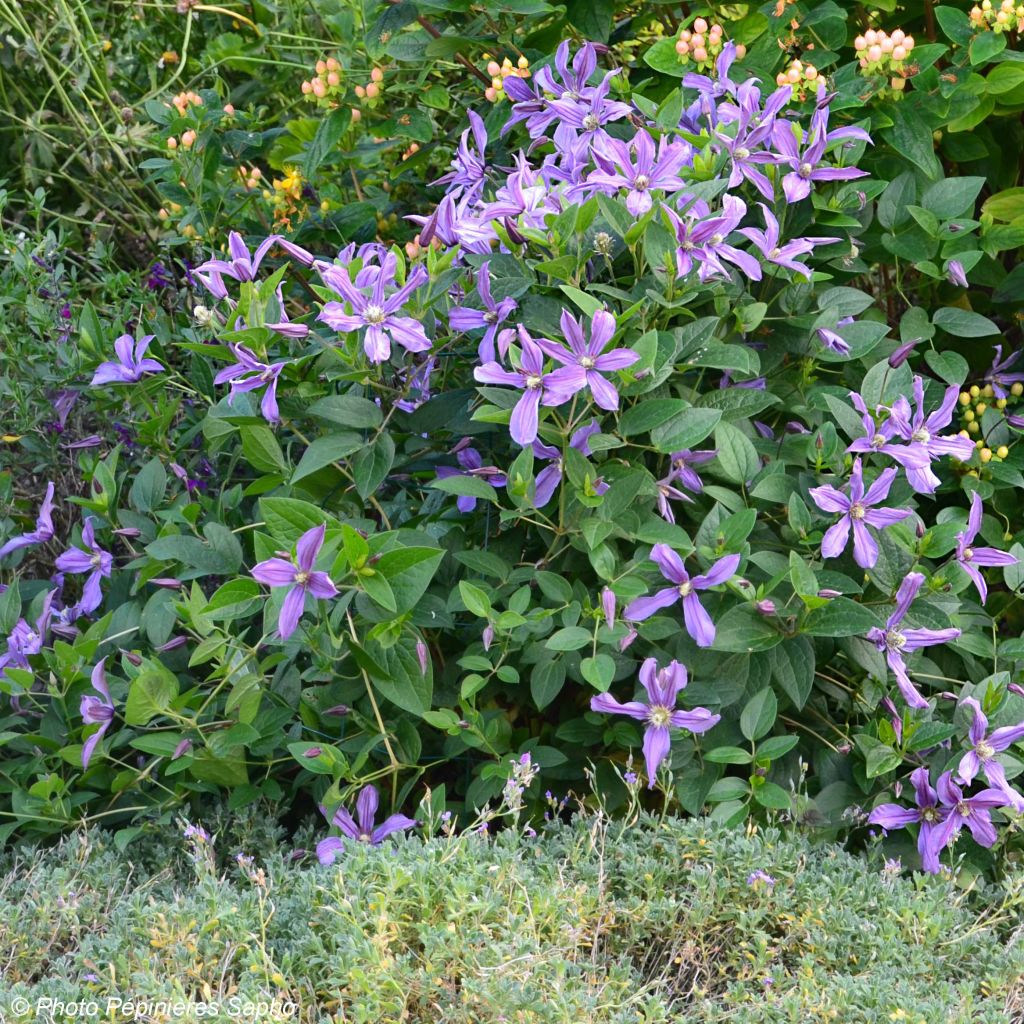 Clematis x integrifolia Saphyra Estrella
