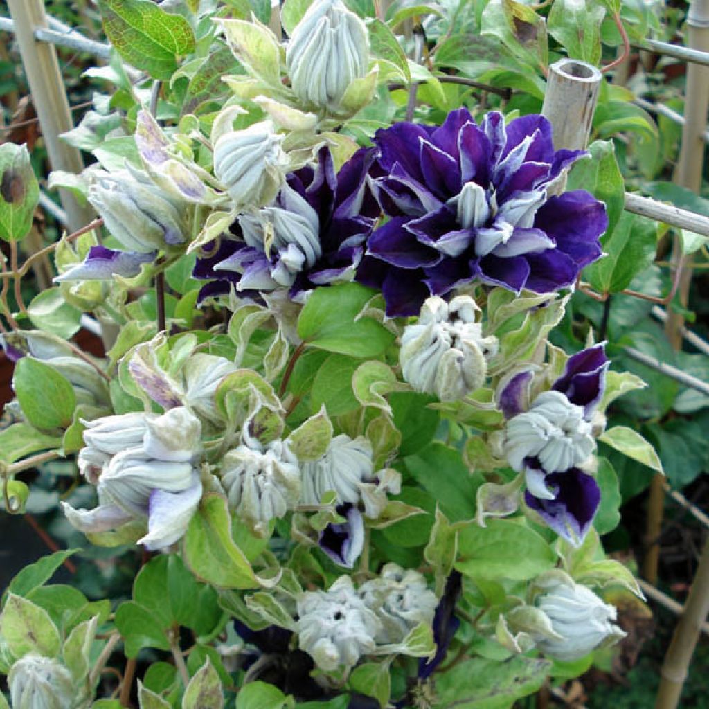 Clematis patens Shin-Shigyoku