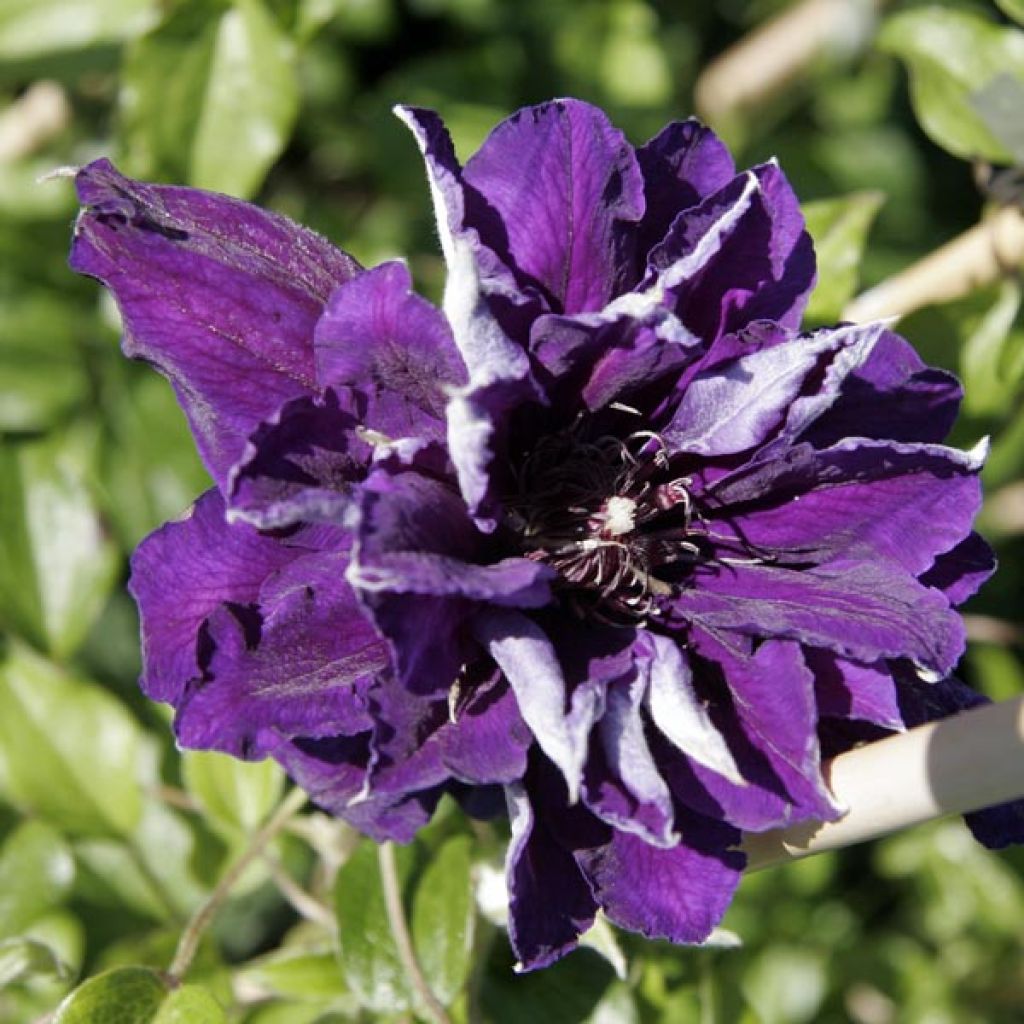 Clematis patens Shin-Shigyoku