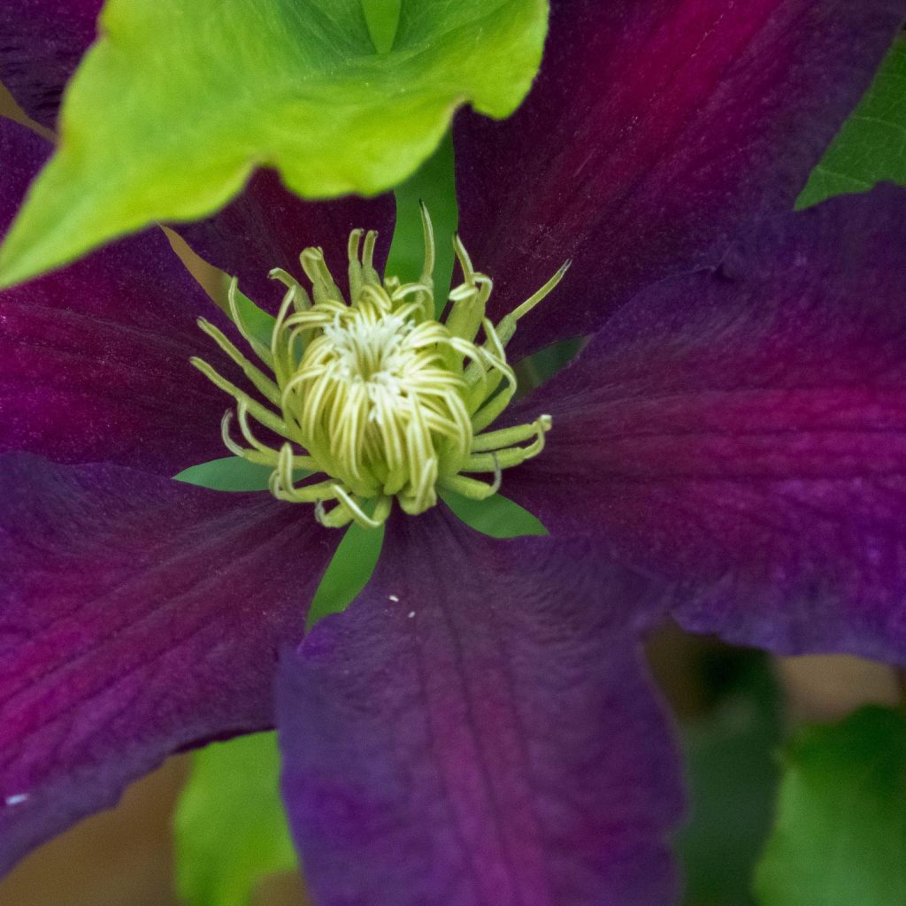 Clematis patens 'The Vagabond'