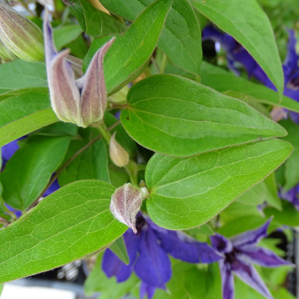 Clematis patens Viva la Vida