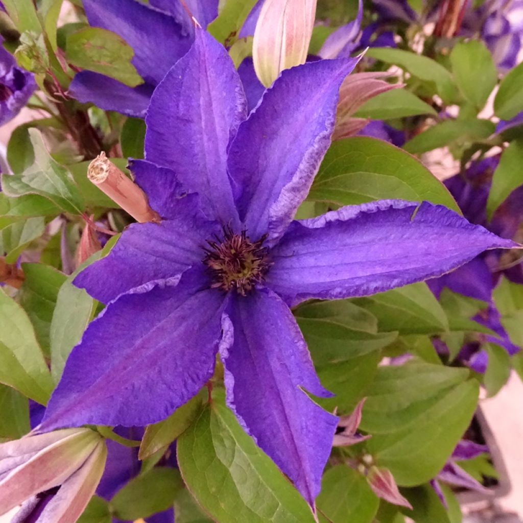 Clematis patens Viva la Vida