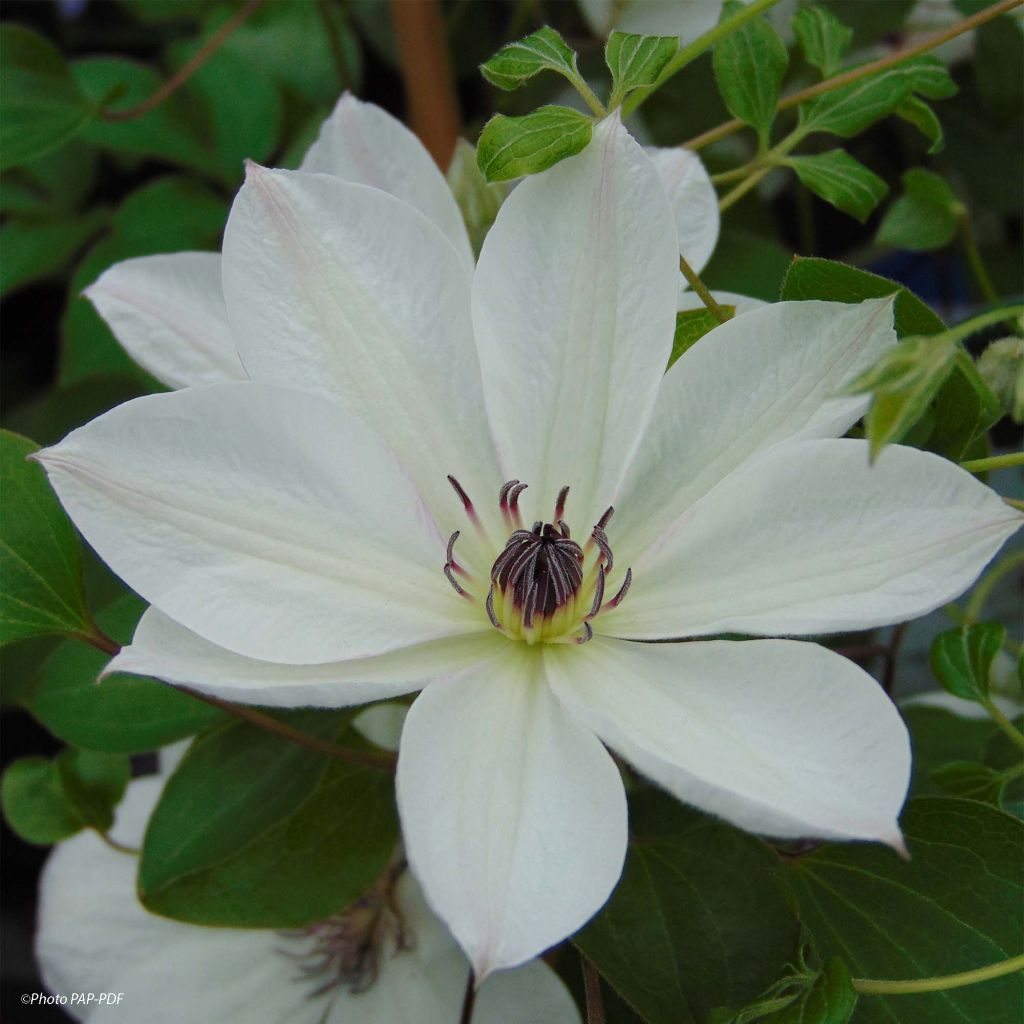 Clematis x patens White Pearl 
