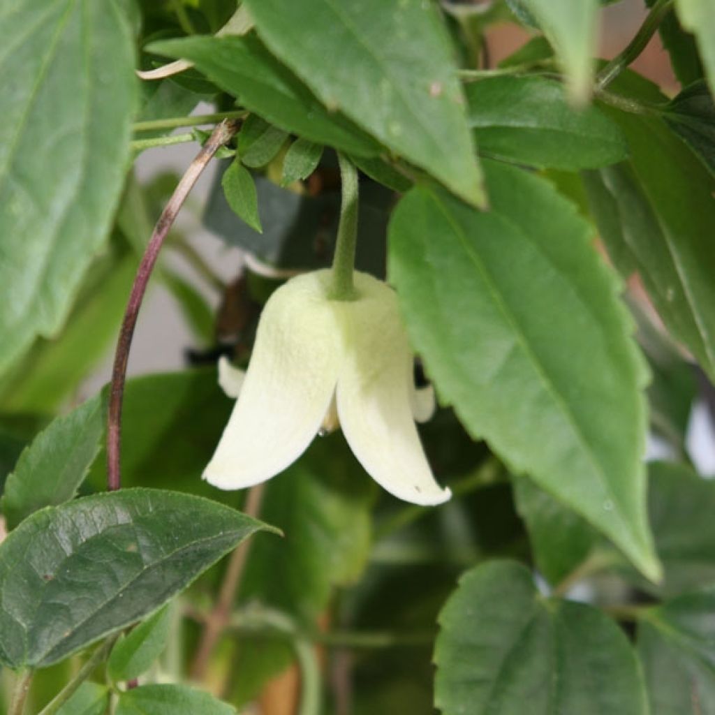 Clematis urophylla Winter Beauty