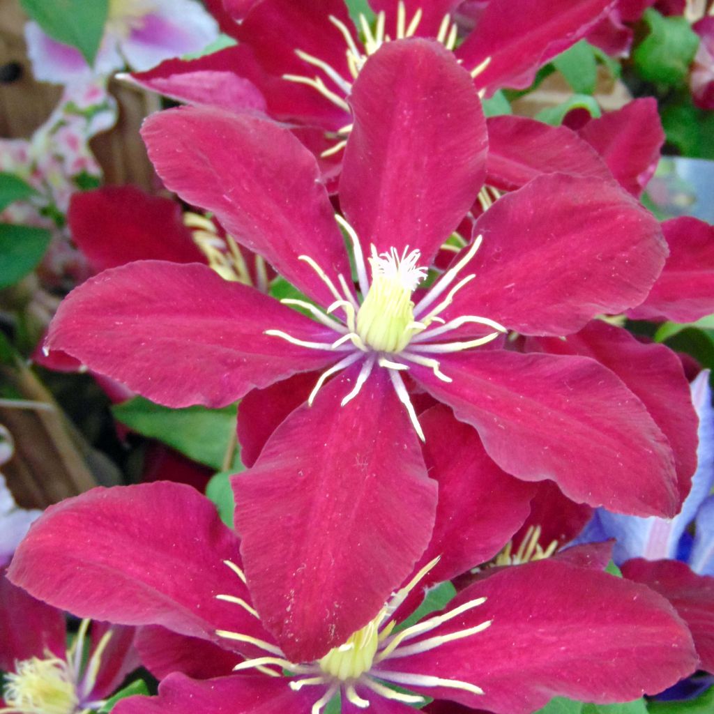 Clematis Niobe