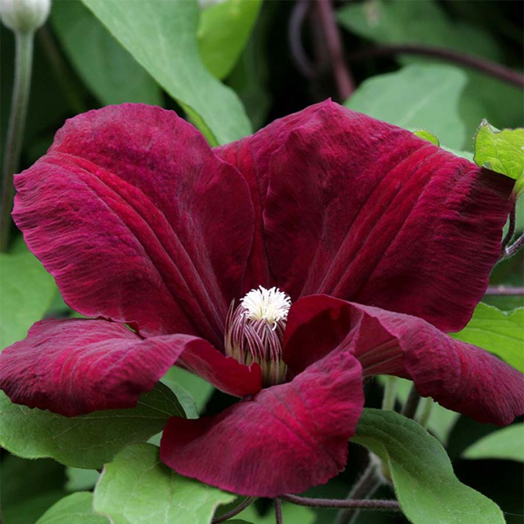 Clematis jackmanii Rouge Cardinal