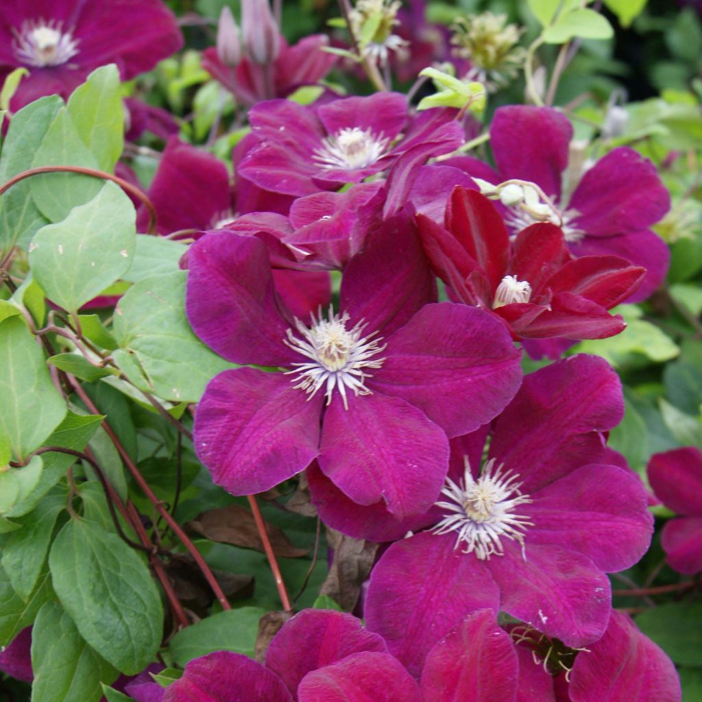 Clematis jackmanii Rouge Cardinal