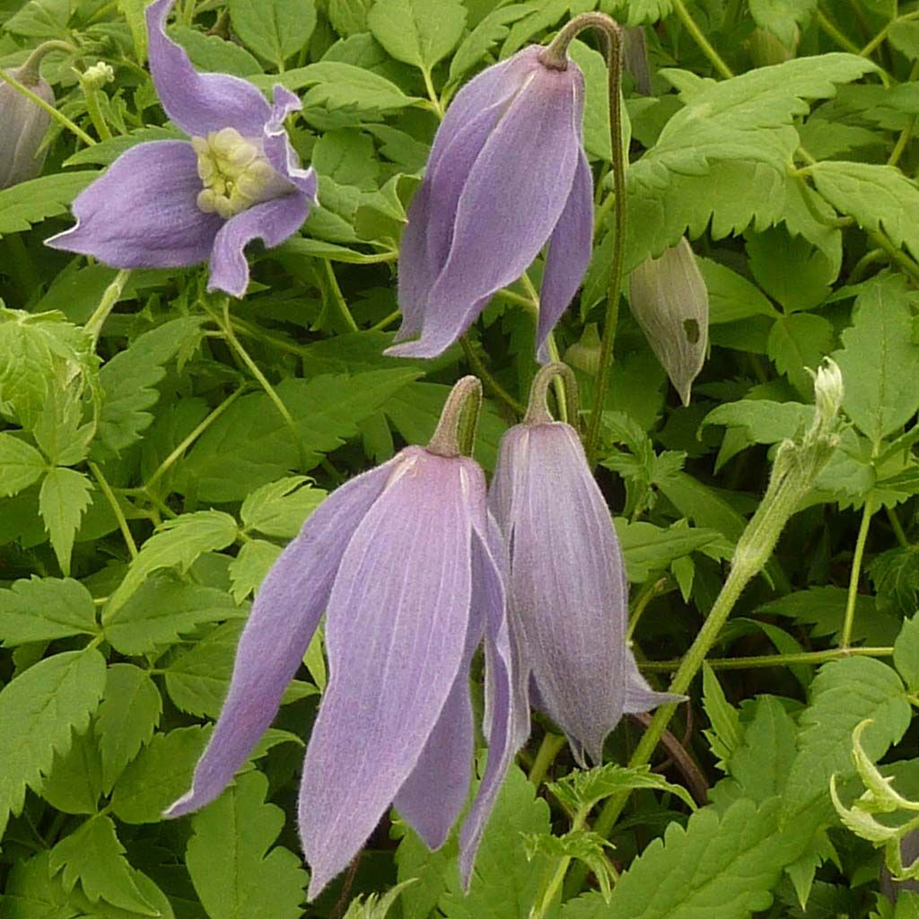 Clematis atragene alpina Blue Dancer