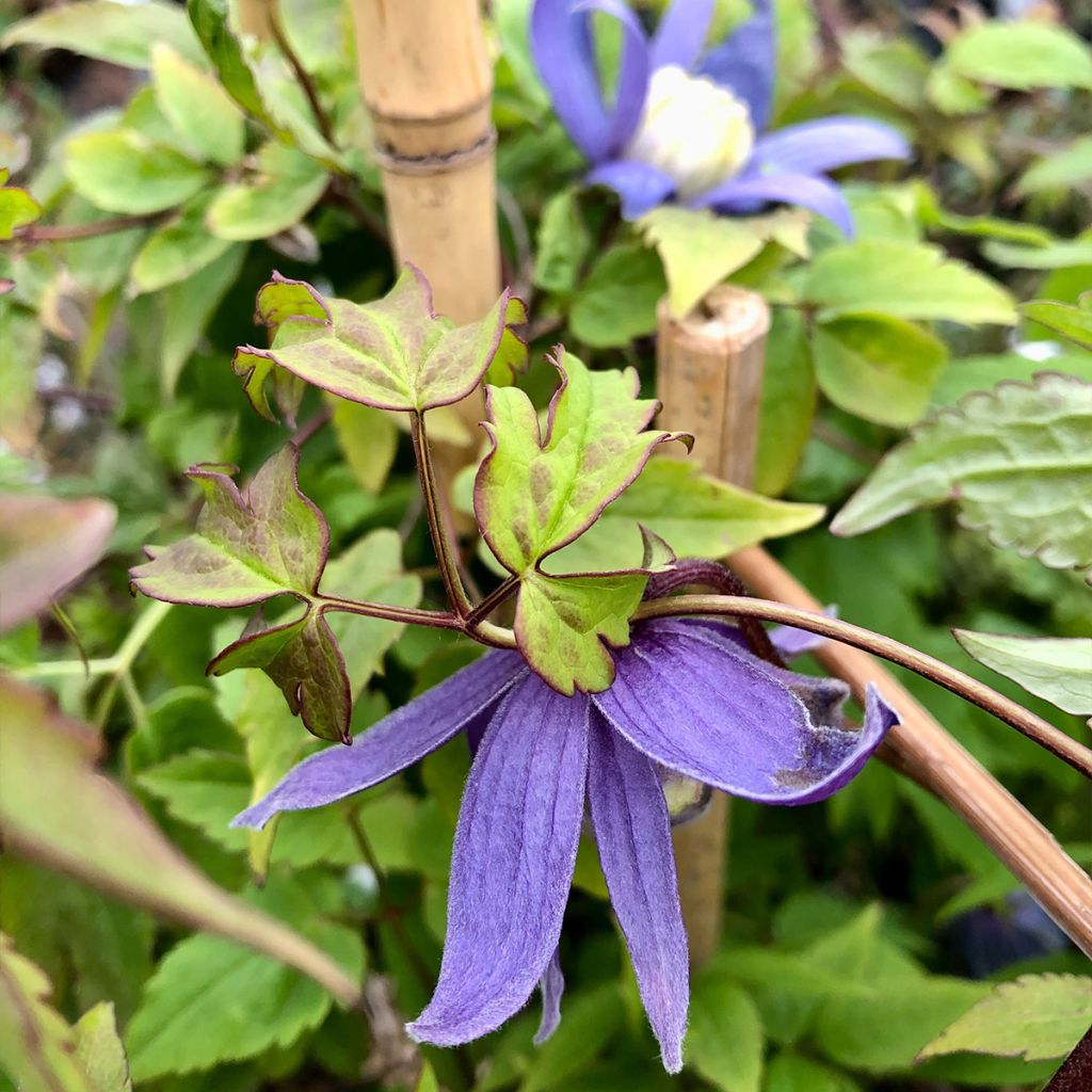 Clematis atragene alpina Blue Dancer