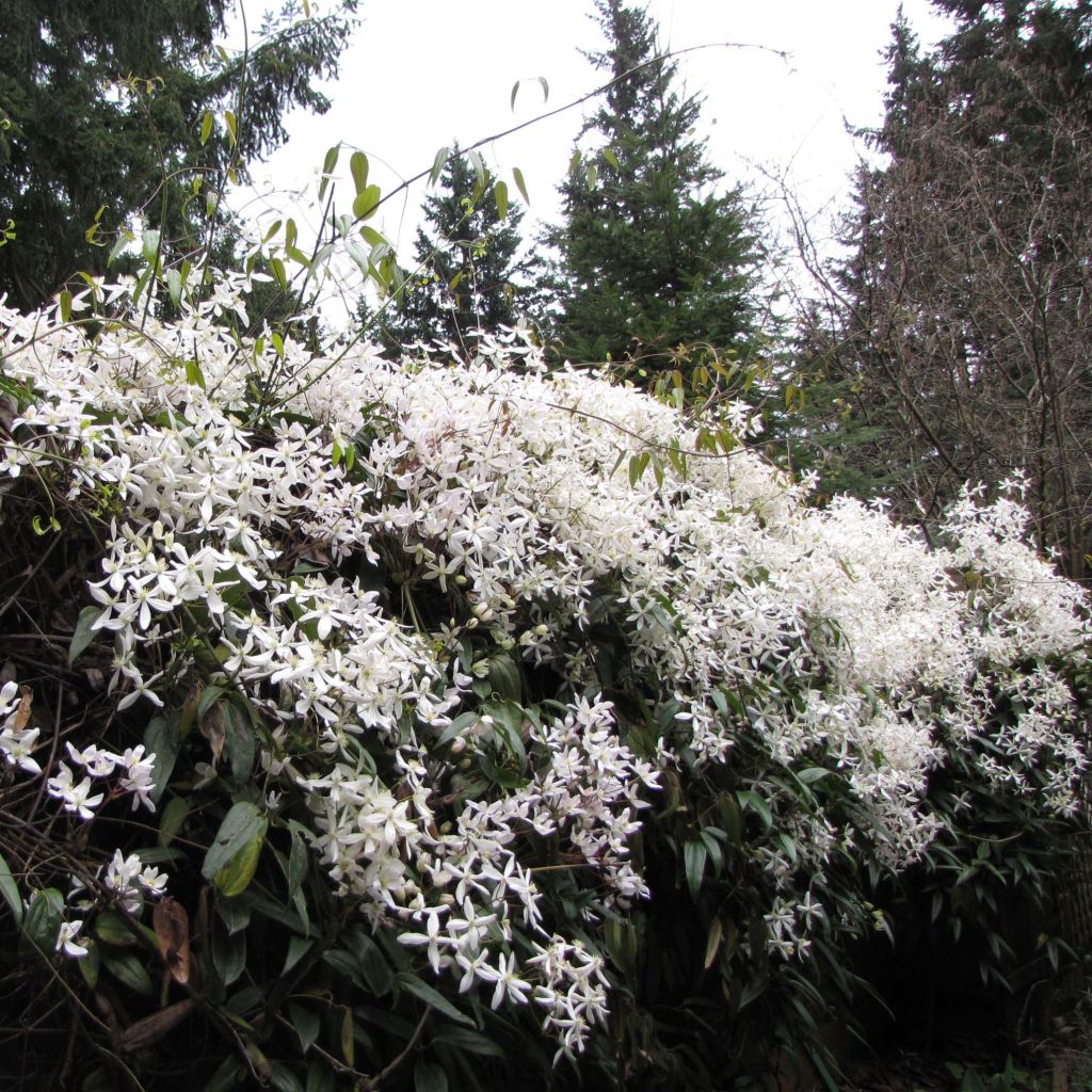 Clematis armandii Snowdrift - Evergreen Clematis