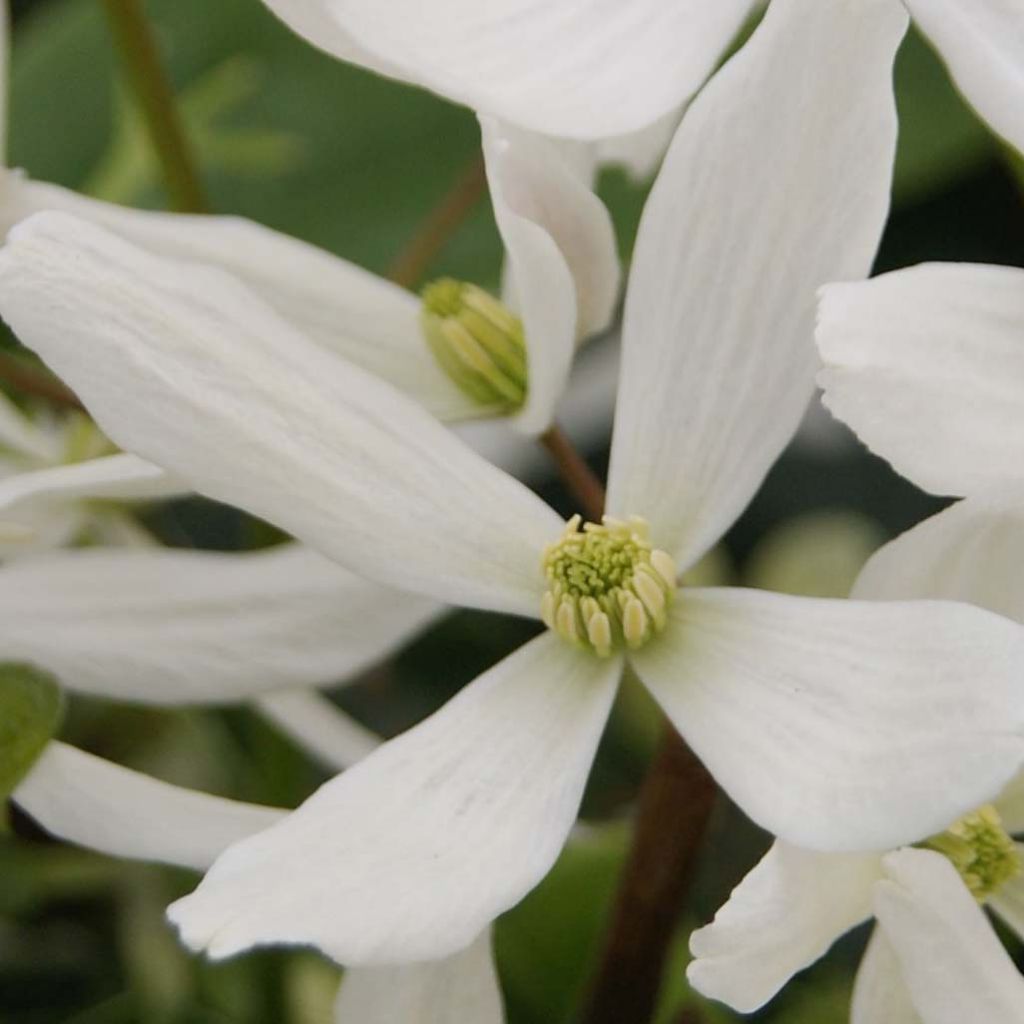 Clematis armandii Snowdrift - Evergreen Clematis