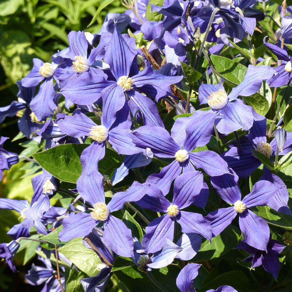 Clematis x durandii