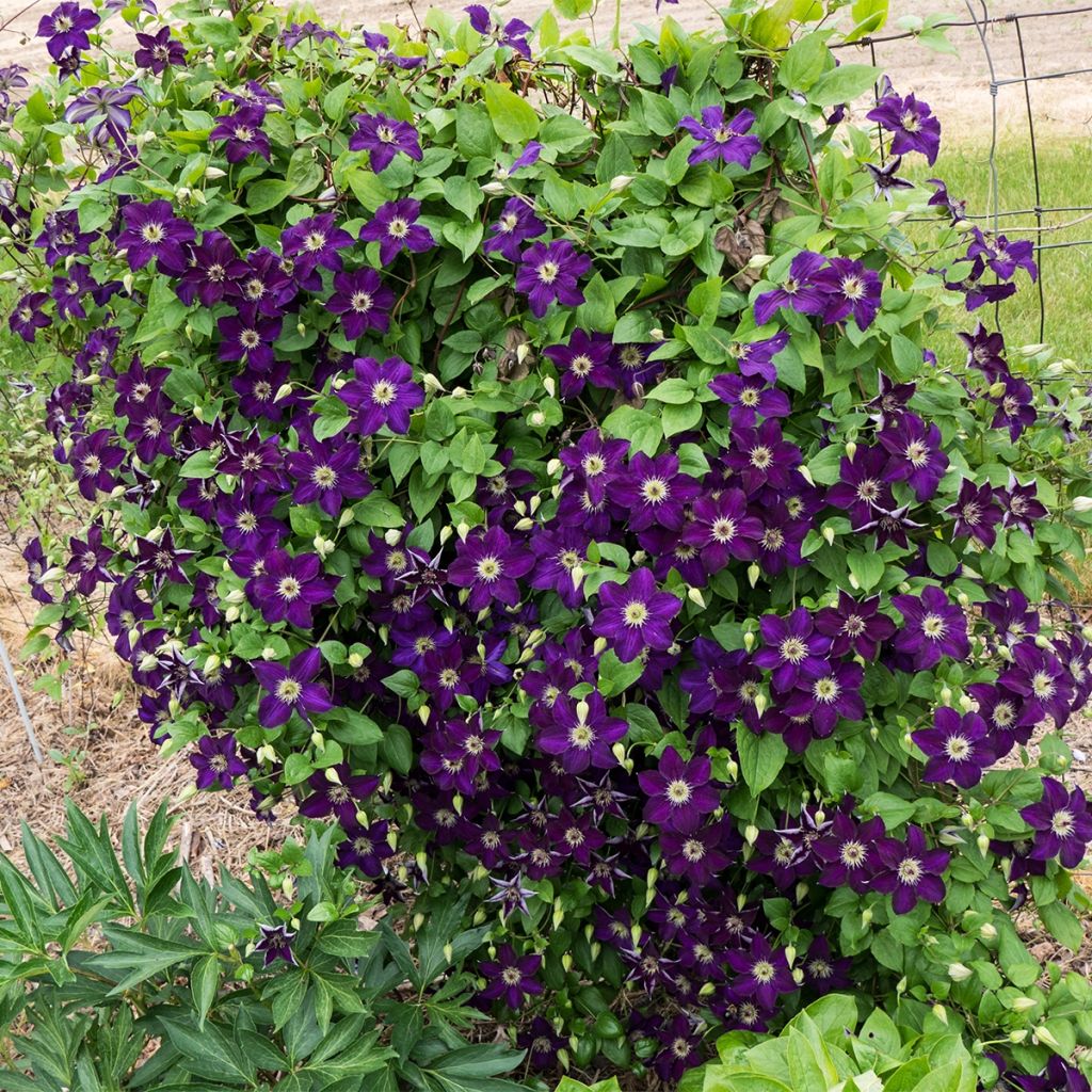Clematis x viticella Happy Birthday 'Zohapbi'