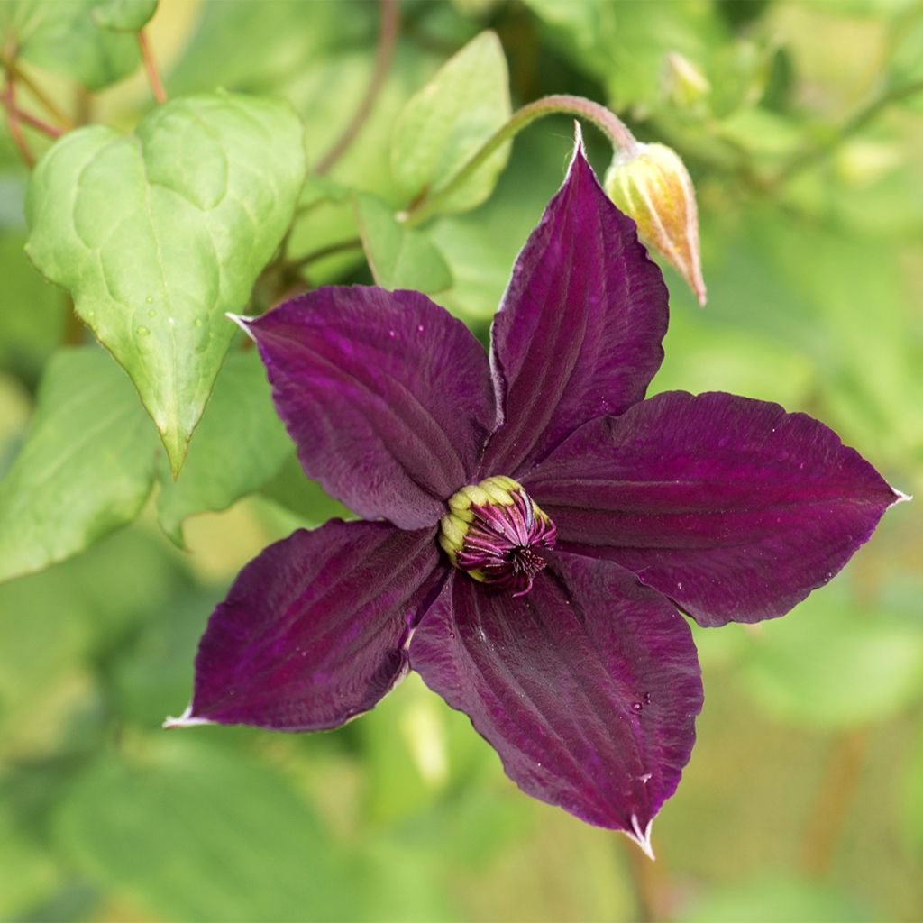 Clematis x viticella Happy Birthday 'Zohapbi'