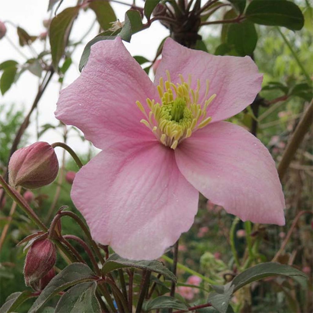 Clematis montana Tetrarose
