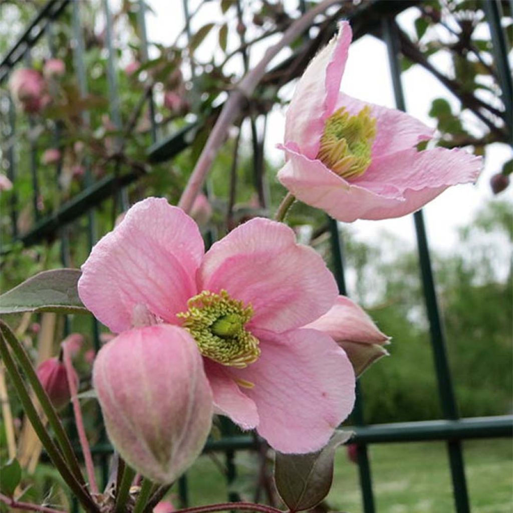 Clematis montana Tetrarose