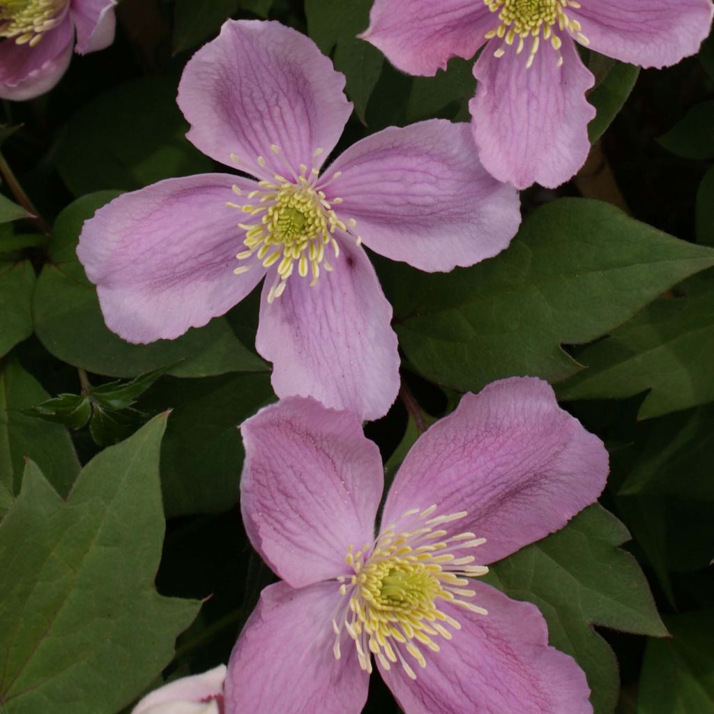 Clematis montana Tetrarose