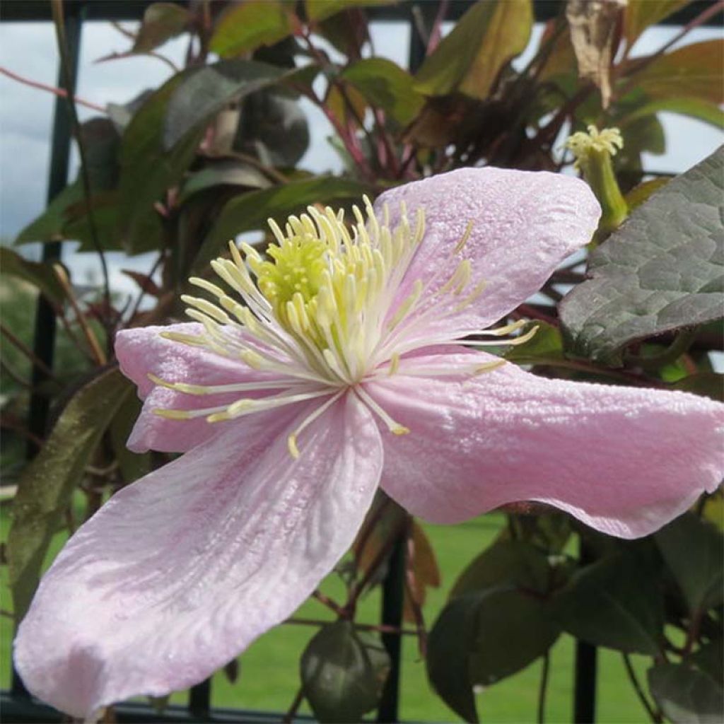 Clematis montana Tetrarose