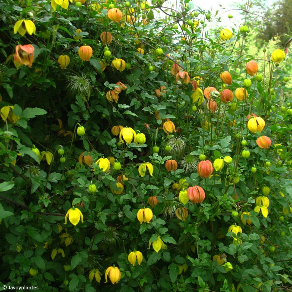 Clematis tangutica Red Balloon