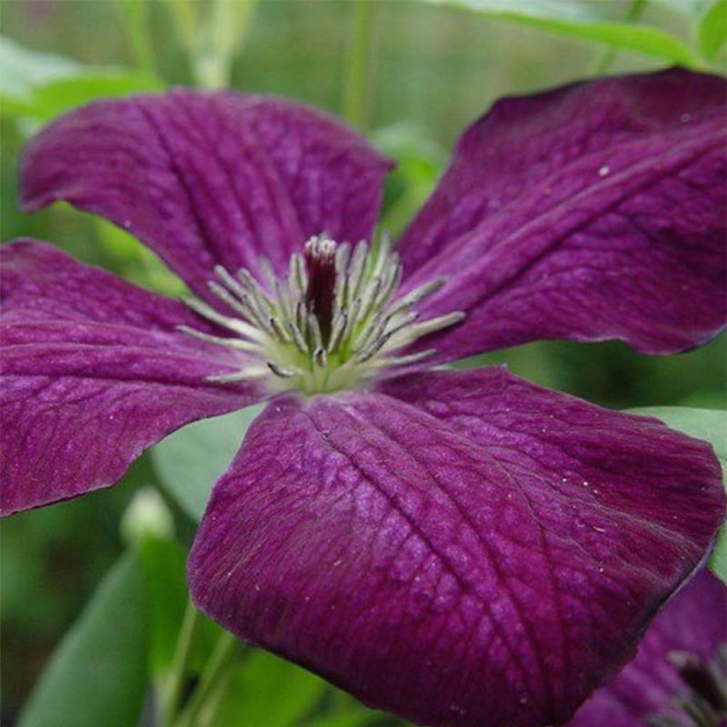 Clematis viticella Royal Velours