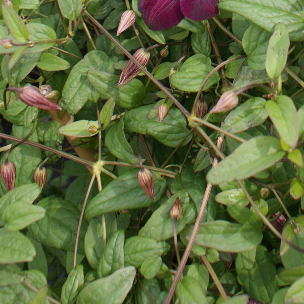 Clematis viticella Royal Velours