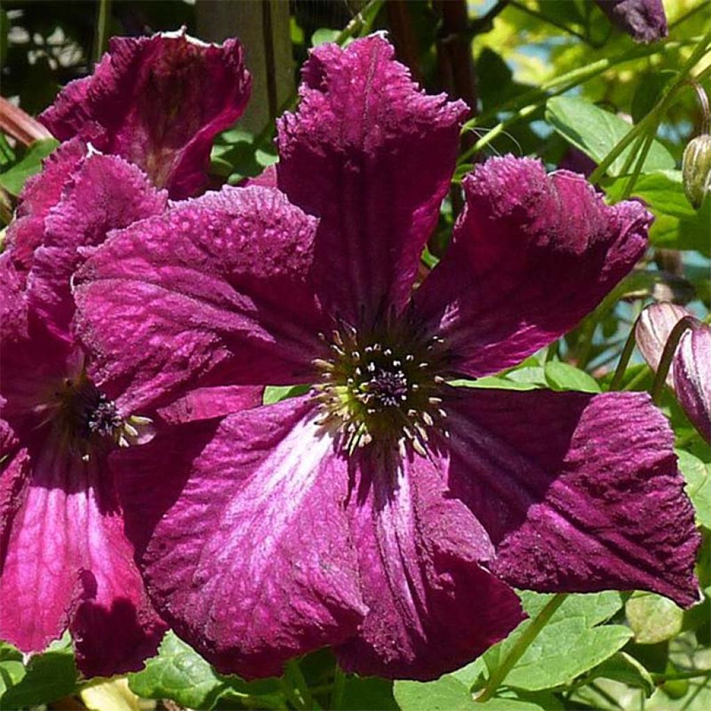 Clematis viticella 'Rubra'