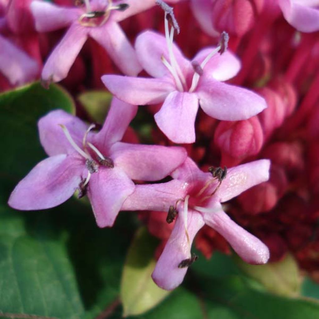 Clerodendrum bungei