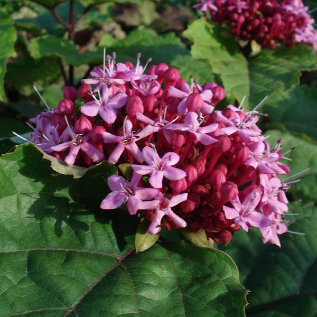 Clerodendrum bungei