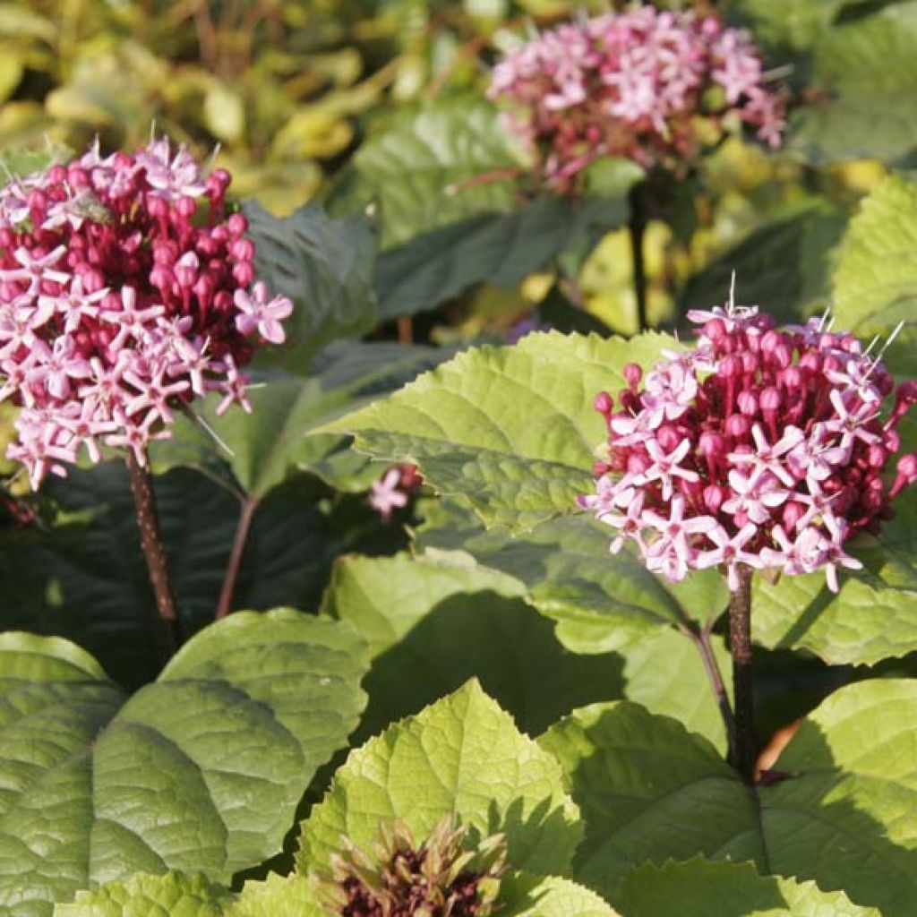 Clerodendrum bungei